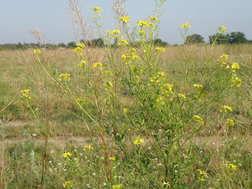 Image of Sisymbrium loeselii specimen.