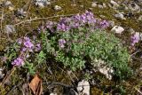 Thymus hirticaulis. Цветущее растение на моховой подстилке. Свердловская обл., окр. г. Североуральск, правый берег канала Дублёр. 06.07.2011.