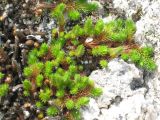 Selaginella rupestris. Растение на скале у моря. Приморский край, бухта Триозерье. 06.08.2011.