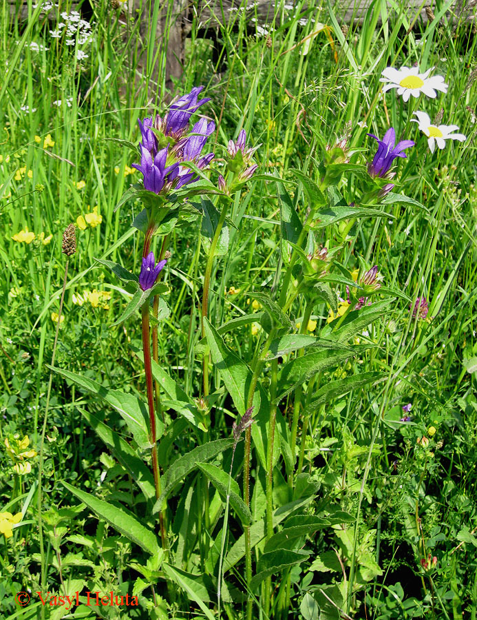 Изображение особи Campanula glomerata.