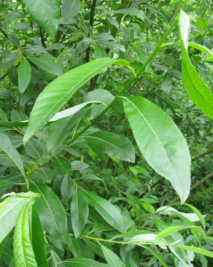 Image of Salix &times; laurina specimen.