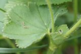 Alchemilla monticola