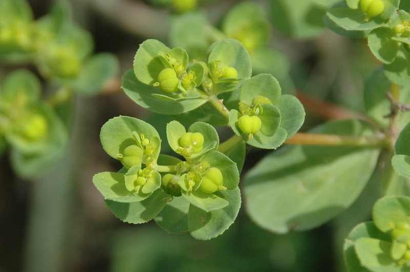 Изображение особи Euphorbia helioscopia.