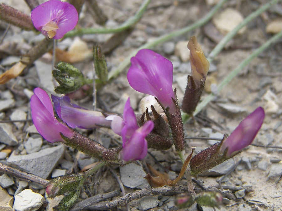 Изображение особи Astragalus subuliformis.