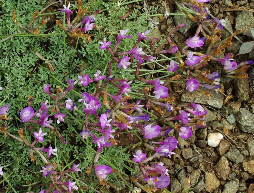 Изображение особи Astragalus compressus.