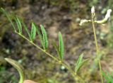 Astragalus campylotrichus. Лист и соплодие с завязавшимися плодами. Копетдаг, Чули. Май 2011 г.
