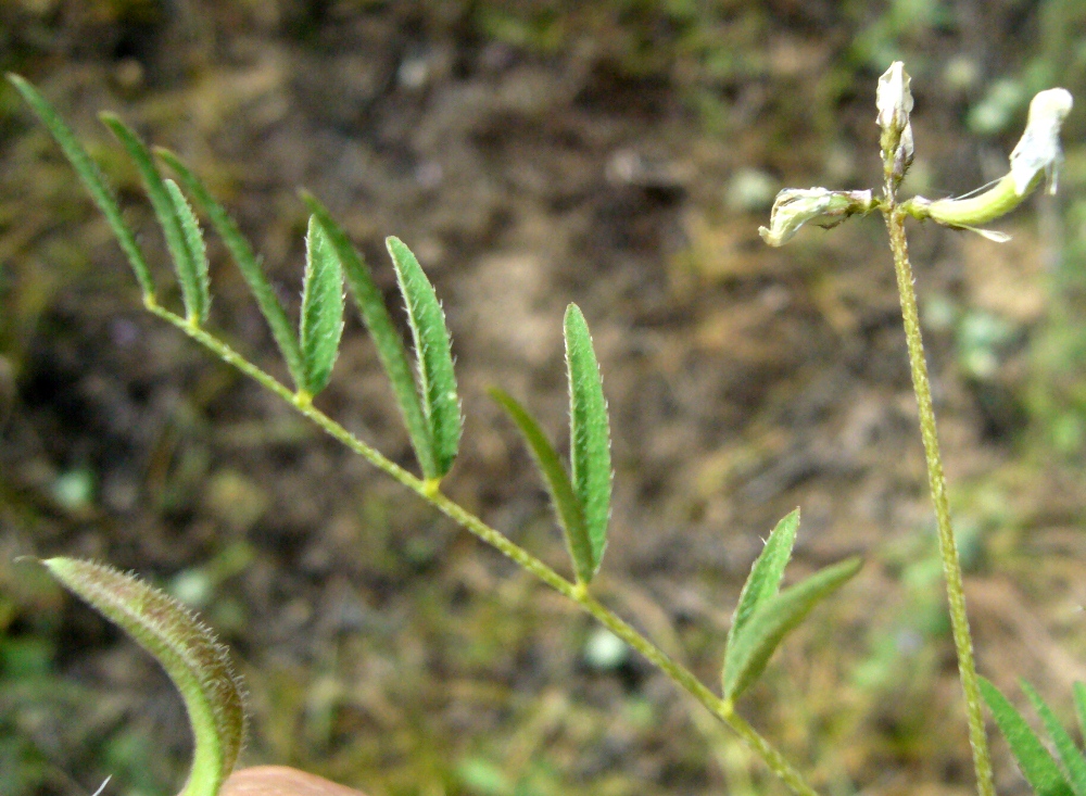 Изображение особи Astragalus campylotrichus.