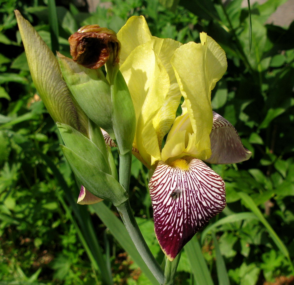 Изображение особи Iris variegata.