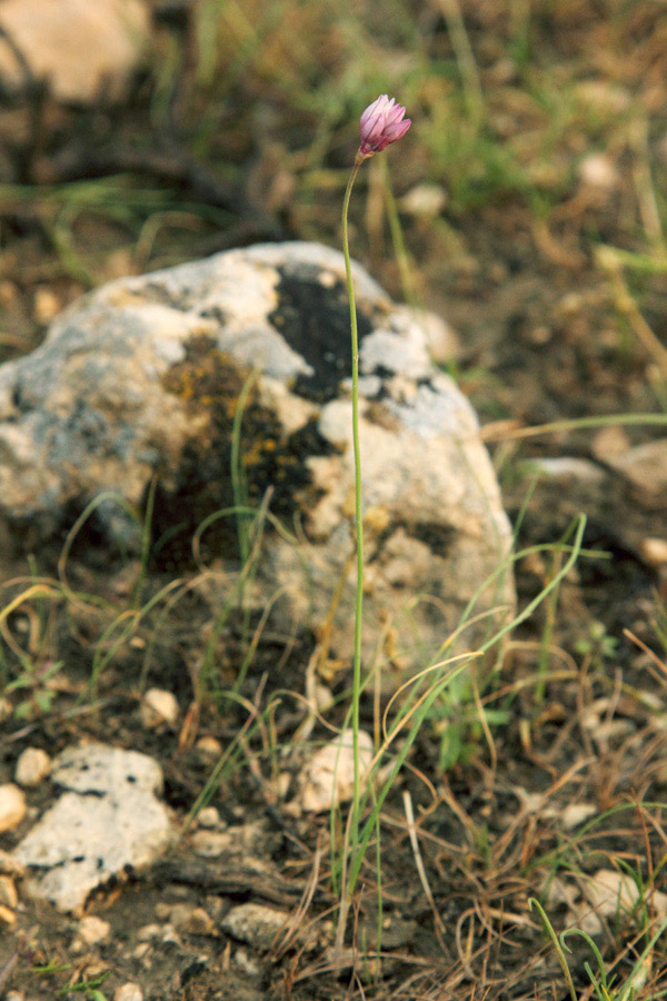 Image of Allium griffithianum specimen.