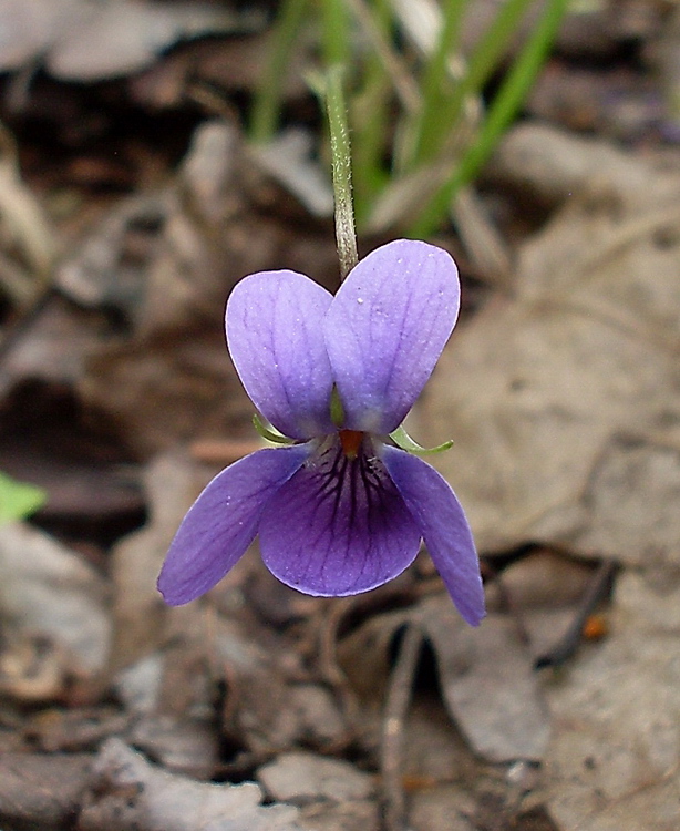 Изображение особи род Viola.