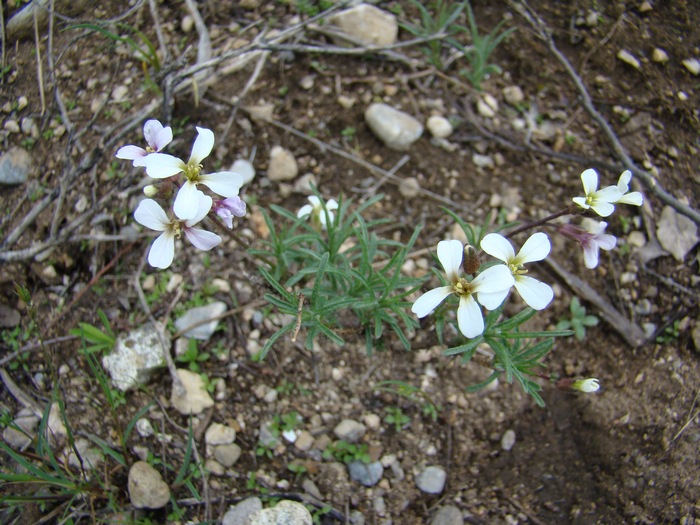 Изображение особи Parrya albida.