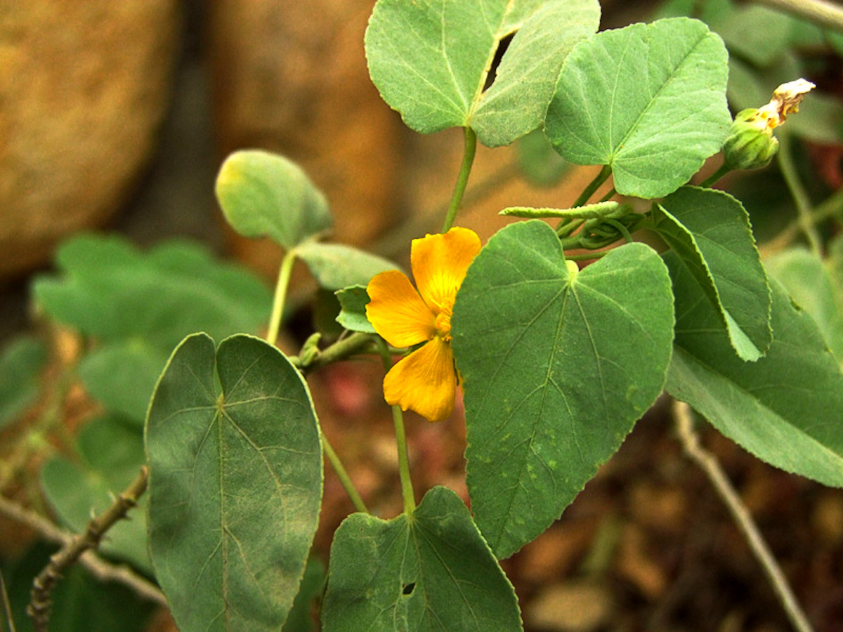 Image of Abutilon fruticosum specimen.