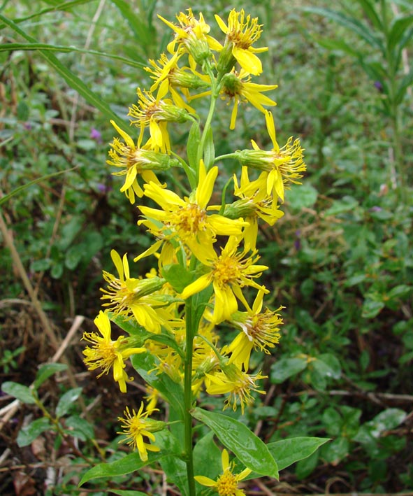 Image of Solidago virgaurea specimen.