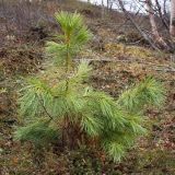 Pinus sibirica. Молодая особь (около 60 см высотой) в берёзовом редколесье. Окр. Мурманска, начало июня 2008 г.