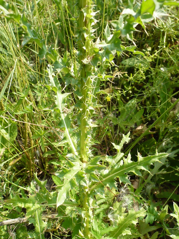 Image of Carduus thoermeri specimen.