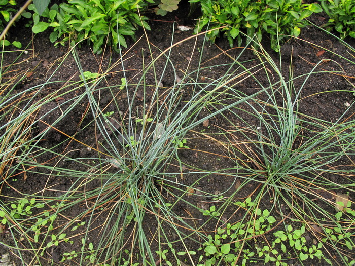 Изображение особи Festuca arvernensis.