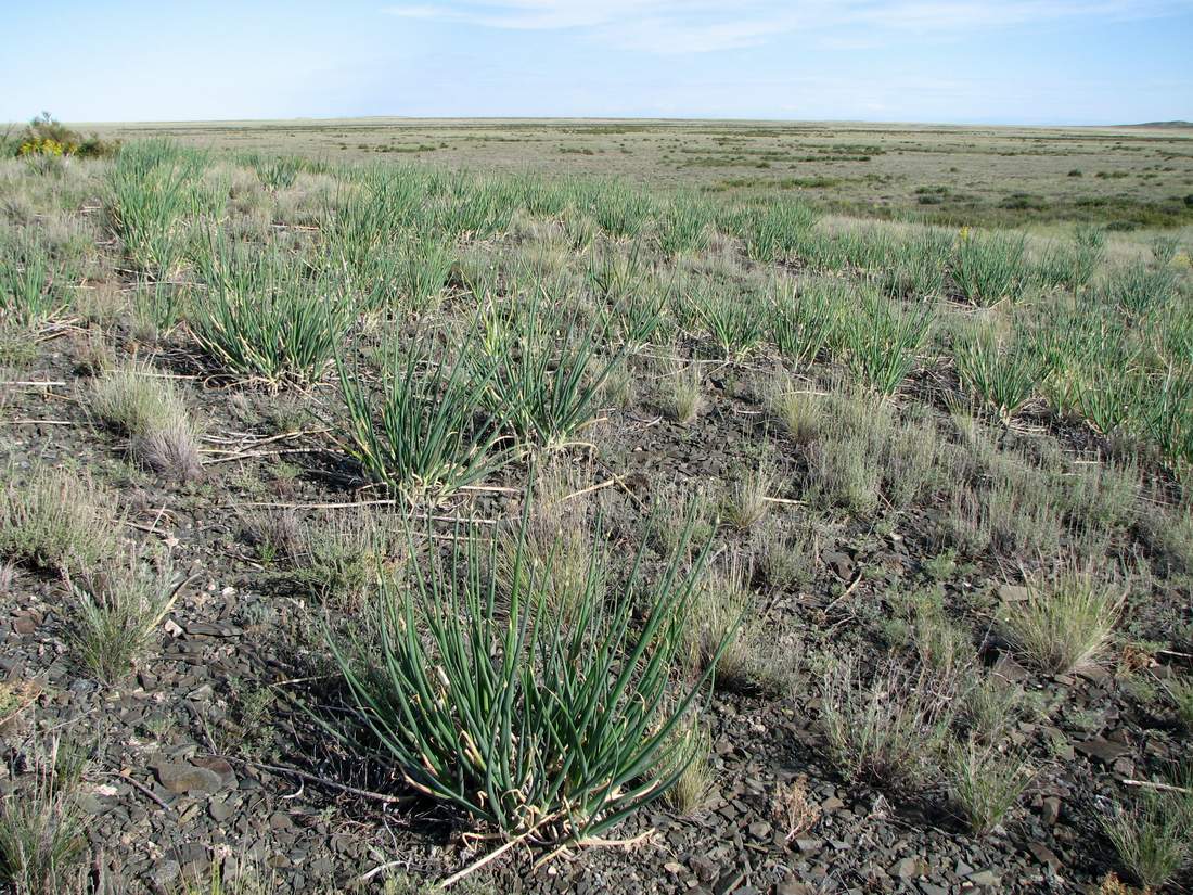 Image of Allium galanthum specimen.