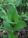 Veratrum lobelianum. Молодой побег. Подмосковье, окр. г. Кубинка, лиственный лес. 01.06.2012.