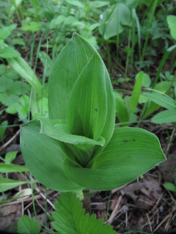 Изображение особи Veratrum lobelianum.