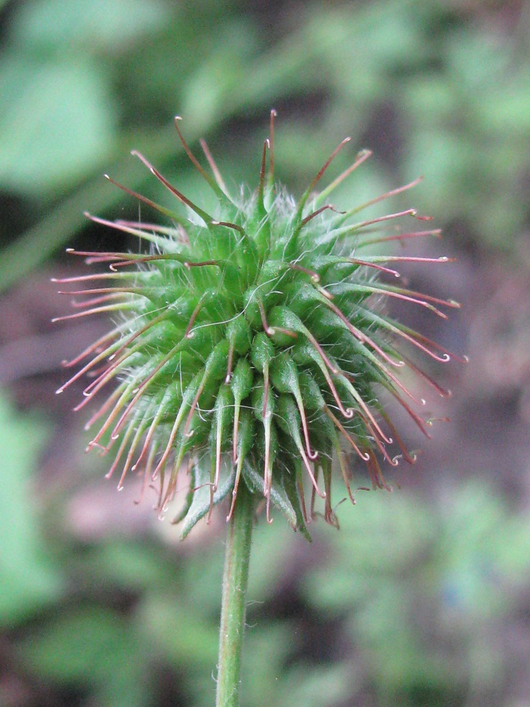 Image of Geum urbanum specimen.