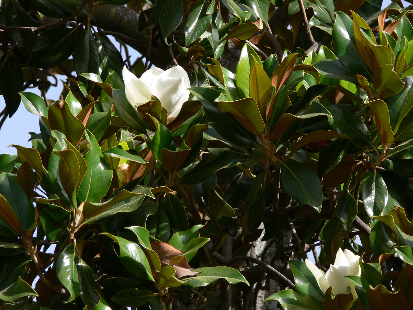 Image of Magnolia grandiflora specimen.