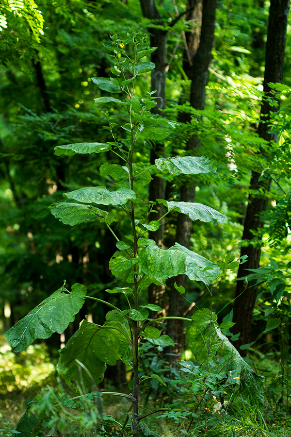 Изображение особи Arctium lappa.