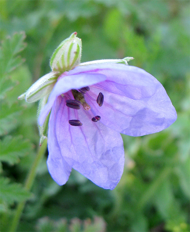 Image of genus Erodium specimen.