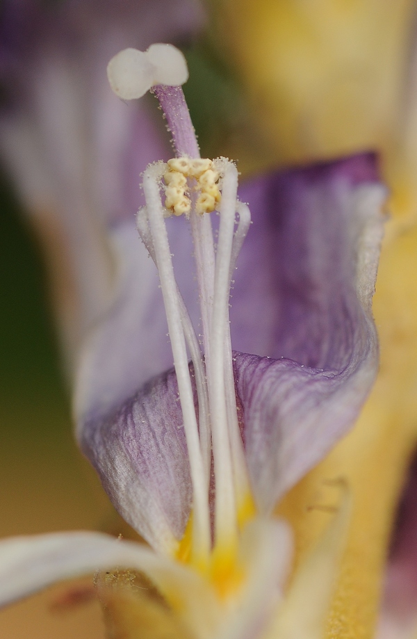 Image of Orobanche amoena specimen.