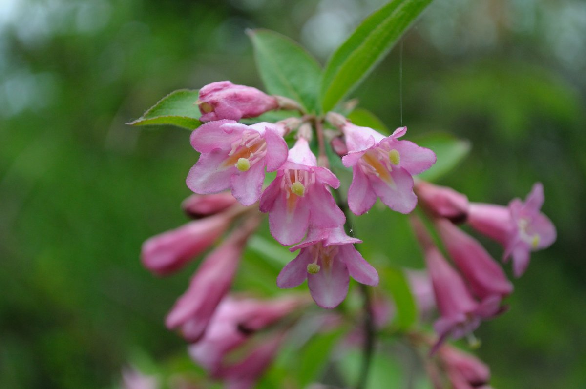 Image of Weigela praecox specimen.