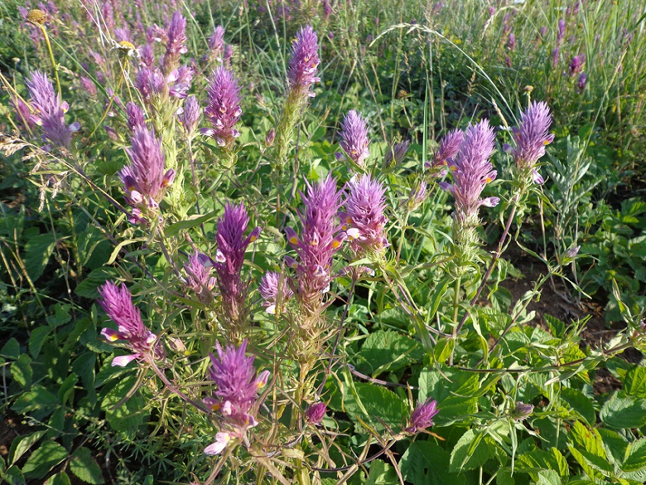 Image of Melampyrum arvense specimen.