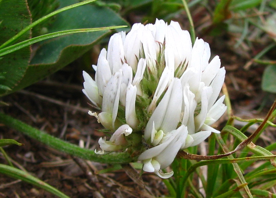 Image of genus Trifolium specimen.