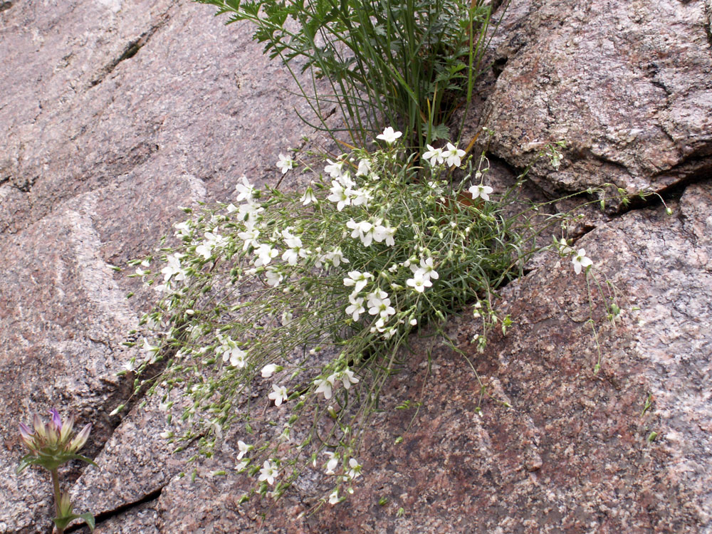 Image of Minuartia kryloviana specimen.