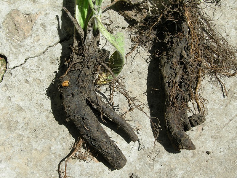 Image of Symphytum officinale specimen.