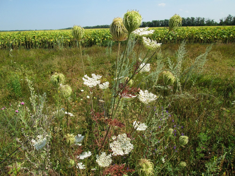 Изображение особи Daucus carota.