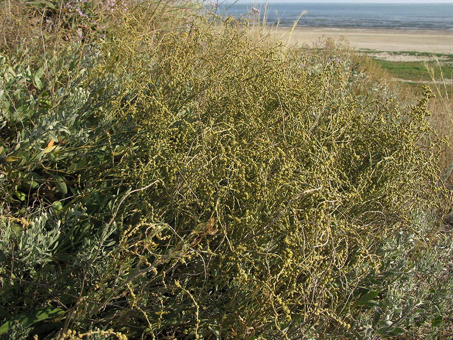 Image of Halimione verrucifera specimen.