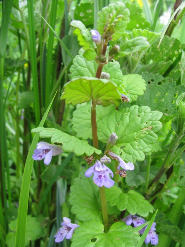 Image of Glechoma hederacea specimen.