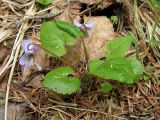 Viola selkirkii. Цветущее растение. Хабаровский край, Ванинский р-н, окр. пос. Высокогорный. 08.06.2013.