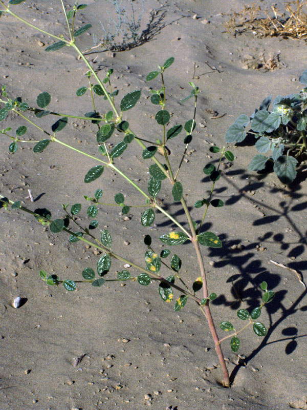 Image of Euphorbia cheirolepis specimen.