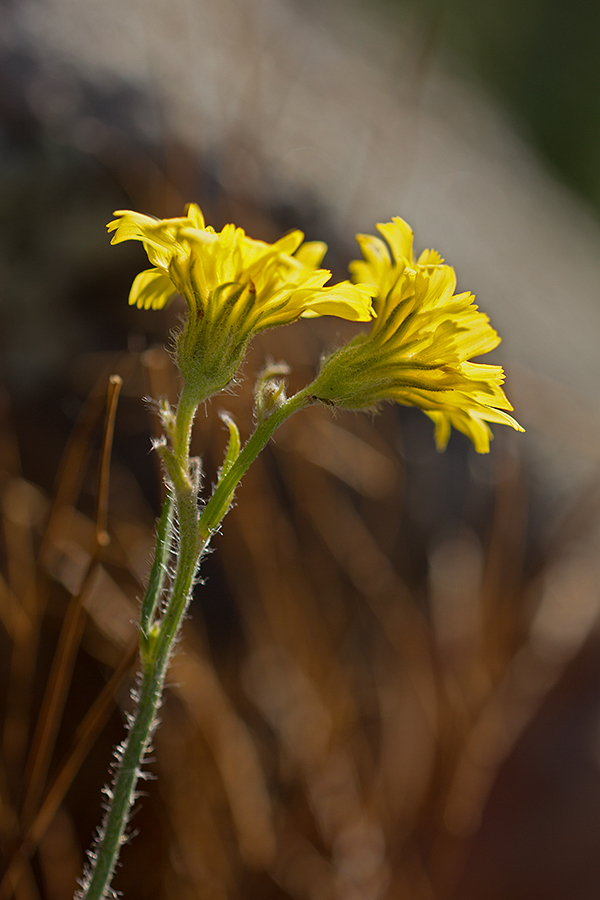 Image of genus Pilosella specimen.