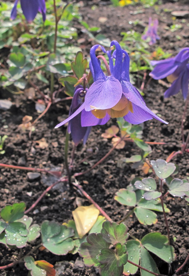 Image of genus Aquilegia specimen.