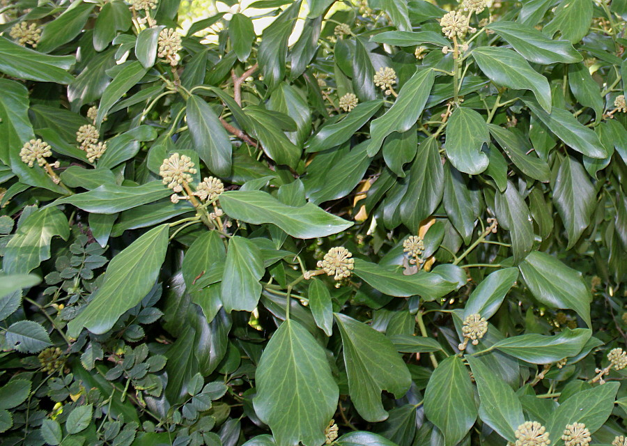 Изображение особи Hedera colchica.