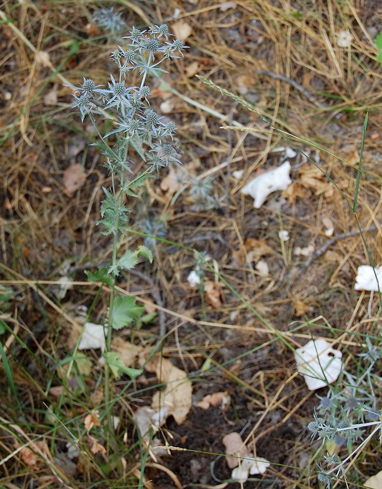 Image of Eryngium planum specimen.