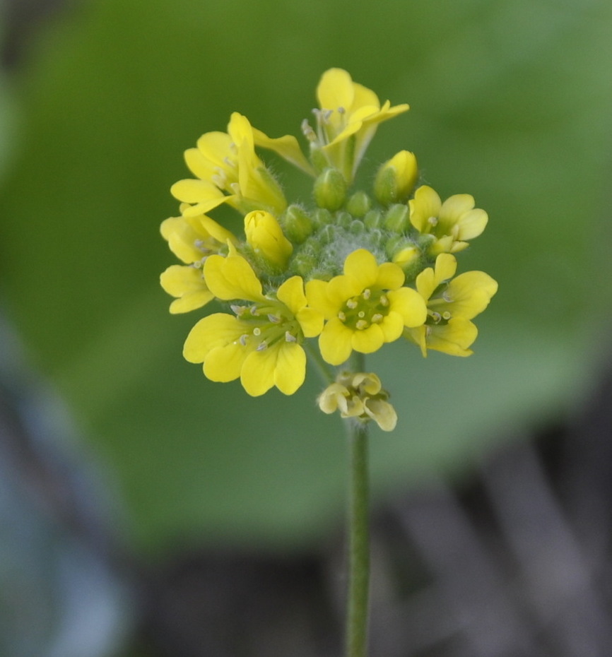 Image of Berteroa orbiculata specimen.