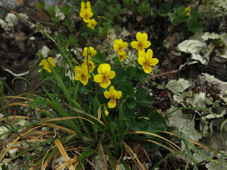 Image of Viola biflora specimen.