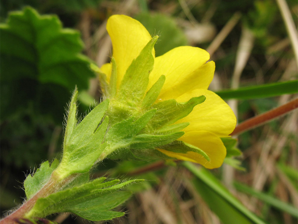 Image of Oreogeum montanum specimen.