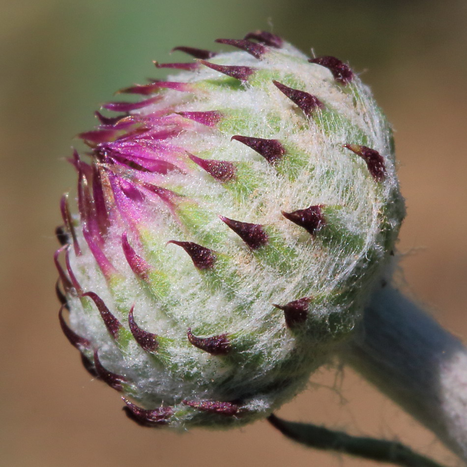 Image of genus Jurinea specimen.