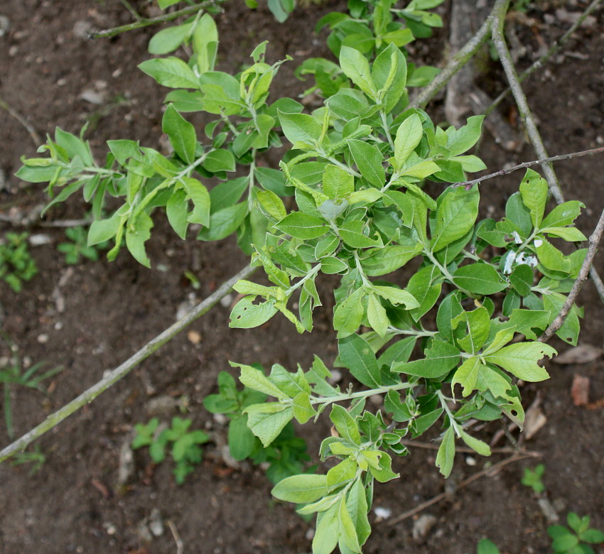 Image of genus Salix specimen.