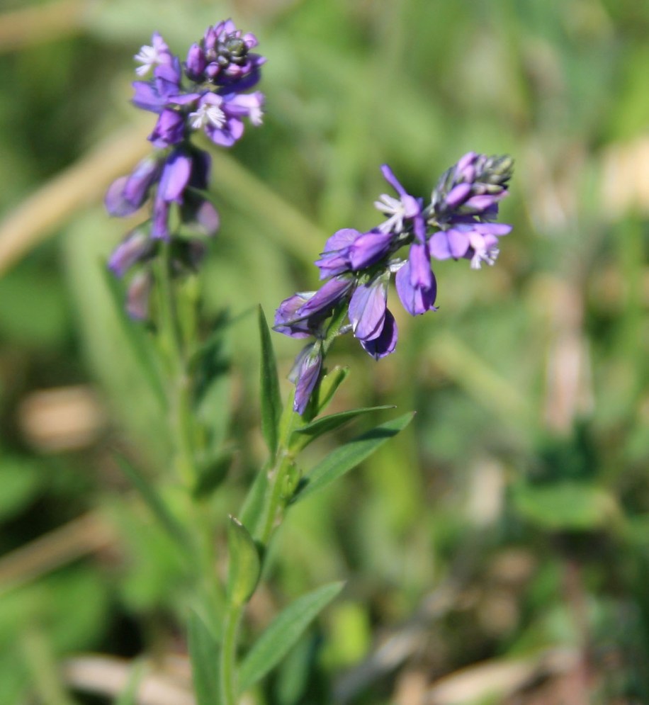 Image of Polygala caucasica specimen.