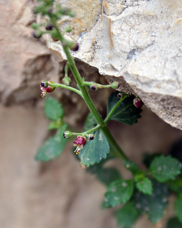 Image of Scrophularia rupestris specimen.