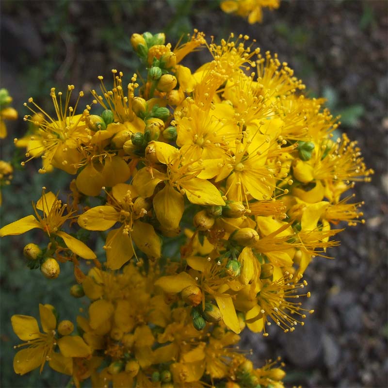 Image of Hypericum scabrum specimen.